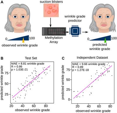 Development of an epigenetic clock to predict visual age progression of human skin